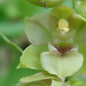 Epipactis rhodanensis Gévaudan & Robatsch (Épipactis du Rhône)