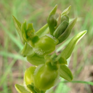 Photographie n°13964 du taxon Ophrys litigiosa E.G.Camus [1896]