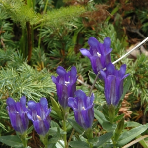 Photographie n°13978 du taxon Gentiana pneumonanthe L. [1753]