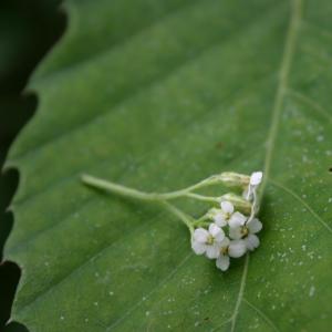 Photographie n°13984 du taxon Achillea millefolium L. [1753]