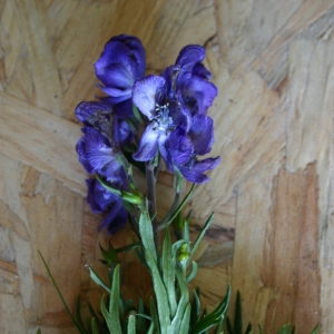 Photographie n°13987 du taxon Aconitum napellus L. [1753]