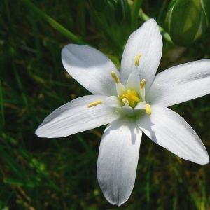 Photographie n°13998 du taxon Ornithogalum umbellatum L. [1753]