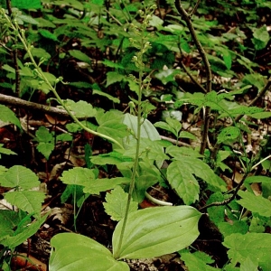 Photographie n°14000 du taxon Listera ovata (L.) R.Br. [1813]