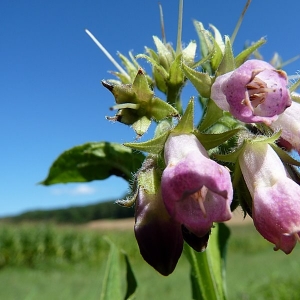 Photographie n°14003 du taxon Symphytum officinale L. [1753]