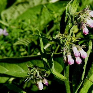 Photographie n°14004 du taxon Symphytum officinale L. [1753]