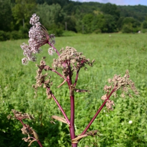 Photographie n°14005 du taxon Angelica sylvestris L. [1753]