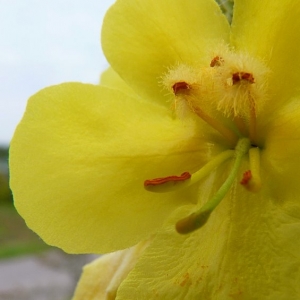 Photographie n°14009 du taxon Verbascum thapsus L. [1753]