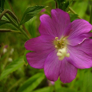 Photographie n°14012 du taxon Epilobium hirsutum L.