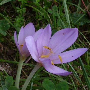 Photographie n°14021 du taxon Colchicum multiflorum Brot. [1804]