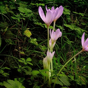 Photographie n°14022 du taxon Colchicum multiflorum Brot. [1804]