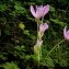  Pierre WALTHER - Colchicum multiflorum Brot. [1804]