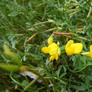 Photographie n°14032 du taxon Lotus corniculatus L. [1753]