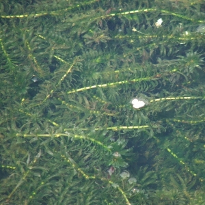 Photographie n°14035 du taxon Egeria densa Planch. [1849]