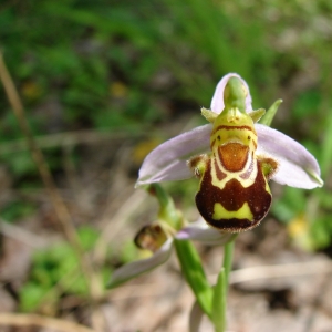 Photographie n°14061 du taxon Ophrys apifera Huds. [1762]