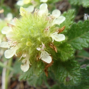 Photographie n°14070 du taxon Teucrium pyrenaicum L. [1753]