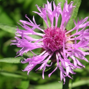 Photographie n°14072 du taxon Centaurea jacea L. [1753]