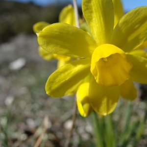 Photographie n°14074 du taxon Narcissus pseudonarcissus L.