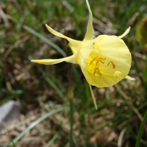 Photographie n°14075 du taxon Narcissus bulbocodium subsp. citrinus (Baker) Fern.Casas [1982]