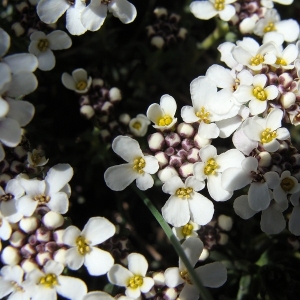 Photographie n°14076 du taxon Iberis saxatilis L. [1756]