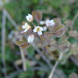 BRASSICACEAE