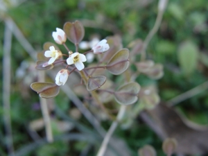 Anonyme, le  5 avril 2010 (Cabrespine (Mourral Blanc))