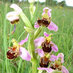 Photographie n°14089 du taxon Ophrys apifera Huds. [1762]