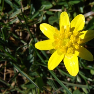 Photographie n°14091 du taxon Ranunculus ficaria L. [1753]