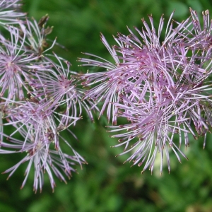 Photographie n°14092 du taxon Thalictrum aquilegiifolium L. [1753]