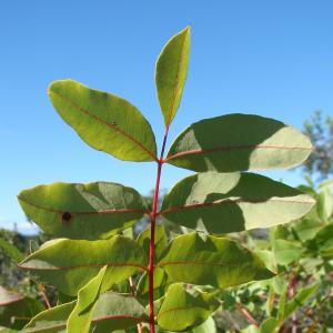 Photographie n°14093 du taxon Pistacia terebinthus L. [1753]