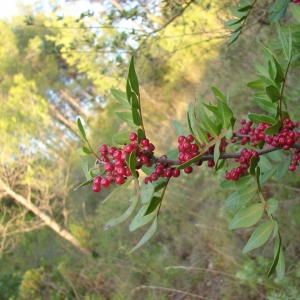 Photographie n°14095 du taxon Pistacia lentiscus L. [1753]