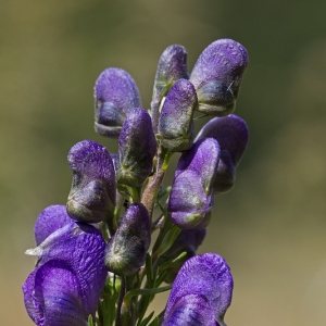 Photographie n°14112 du taxon Aconitum napellus L. [1753]