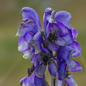 Photographie n°14113 du taxon Aconitum napellus L. [1753]