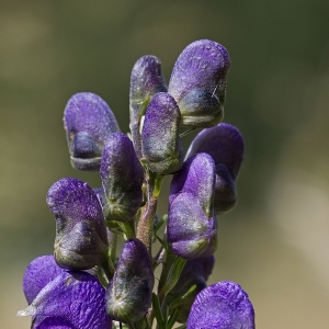 Photographie n°14114 du taxon Aconitum napellus L. [1753]