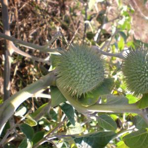 Photographie n°14120 du taxon Datura wrightii Regel [1859]