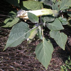 Photographie n°14122 du taxon Datura wrightii Regel [1859]