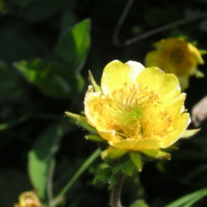 Photographie n°14127 du taxon Geum montanum L. [1753]