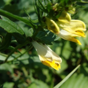 Photographie n°14150 du taxon Melampyrum pratense L. [1753]