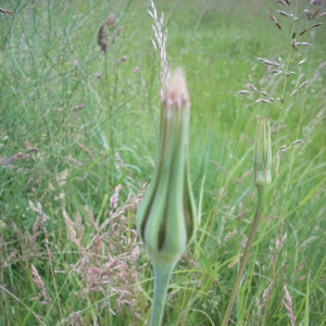 Photographie n°14155 du taxon Tragopogon pratensis L. [1753]