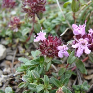 Photographie n°14158 du taxon Thymus praecox Opiz [1824]