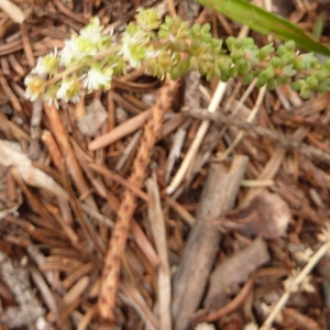 Sesamoides pygmaea var. sesamoides (L.) Kerguélen