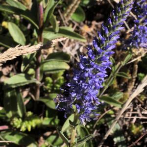 Photographie n°14167 du taxon Veronica spicata L. [1753]