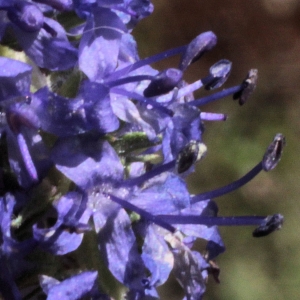 Photographie n°14168 du taxon Veronica spicata L. [1753]