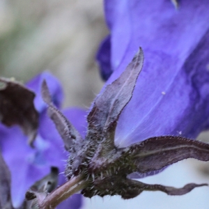 Photographie n°14169 du taxon Campanula medium L. [1753]