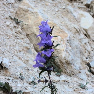 Photographie n°14171 du taxon Campanula medium L. [1753]