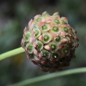 Photographie n°14173 du taxon Cephalaria leucantha (L.) Schrad. ex Roem. & Schult. [1818]