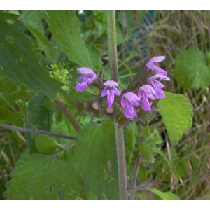 Ballota ruderalis Sw. (Ballote noire)