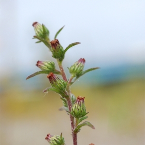 Photographie n°14176 du taxon Dittrichia graveolens (L.) Greuter [1973]