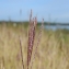  Pascal Amblard - Bothriochloa ischaemum (L.) Keng [1936]