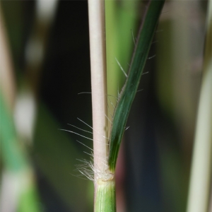 Photographie n°14181 du taxon Bothriochloa ischaemum (L.) Keng [1936]