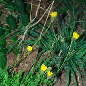 Photographie n°14196 du taxon Leontodon hispidus subsp. hispidus